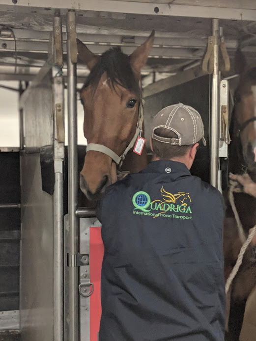 Quadriga Horse Transport